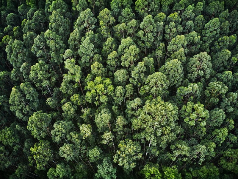 Sen Sistemi - Ambiente